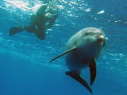 Dolphin swimming