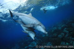 Dolphin parent and child