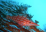 Longnose hawkfish