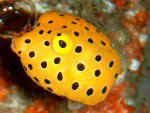 Yellow boxfish