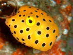 Yellow boxfish