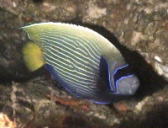 Emperor angelfish