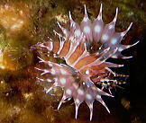 Zebra turkeyfish