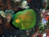 Japanese inflator filefish