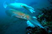 Bigfin Reef Squid